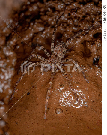 Adult  Wandering Spider 86684039
