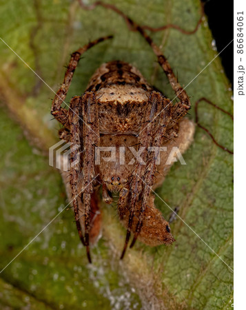 Small Classic Orbweaver 86684061