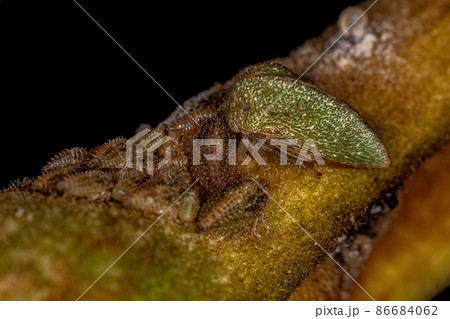 Adult Typical Treehopper with nymphs 86684062