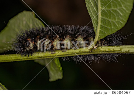 Tiger Moth Caterpillar Tiger Moth Caterpillar 86684067
