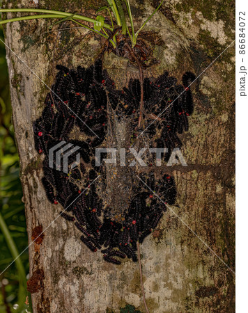 group of black caterpillars group of black caterpillars 86684072