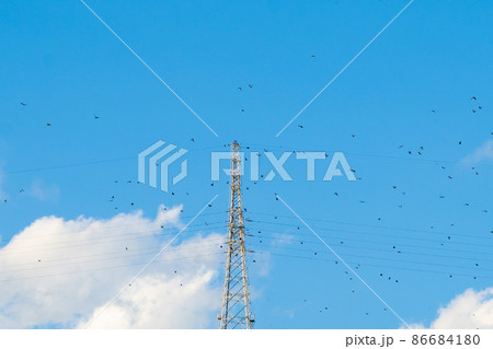鳥の群れと電線 86684180