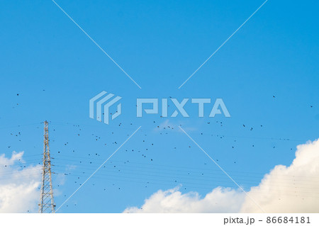 鳥の群れと電線 86684181