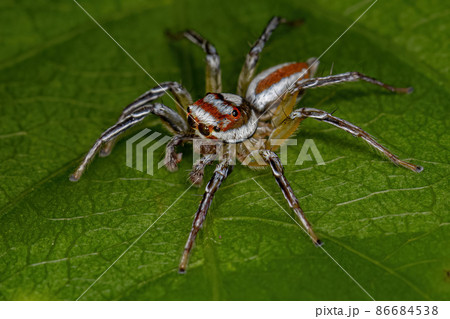 Adult Male Jumping Spider 86684538