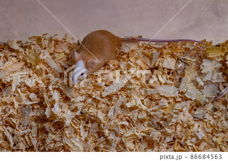 Small House Mouse 86684563