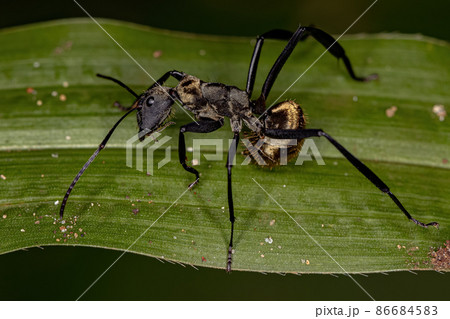 Female Adult Shimmering Golden Sugar Ant Female Adult Shimmering Golden Sugar Ant 86684583
