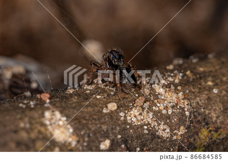 Small Black Jumping Spider 86684585