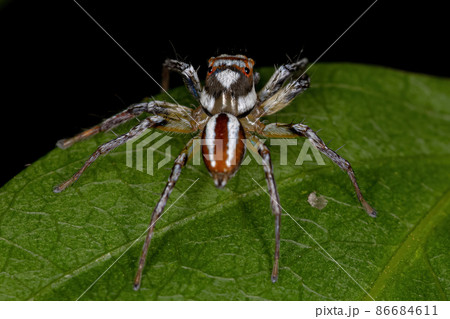 Adult Male Jumping Spider Adult Male Jumping Spider 86684611