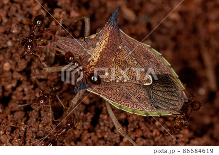Adult Green belly bug 86684619