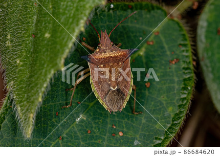 adult Green belly bug 86684620