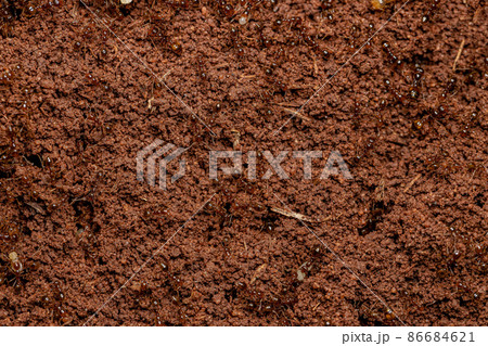 Adult Fire Ants Adult Fire Ants 86684621