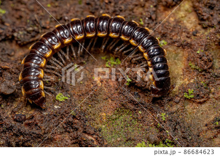Small Long flange Millipede 86684623