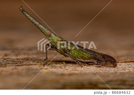 Adult Green Dictyopharid Planthopper Insect Adult Green Dictyopharid Planthopper Insect 86684632