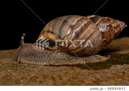 Common Land Snail 86684641