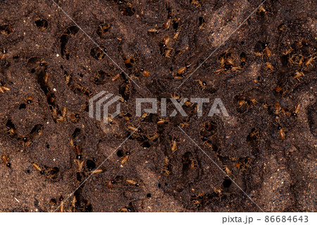 Adult Nasute Termites 86684643