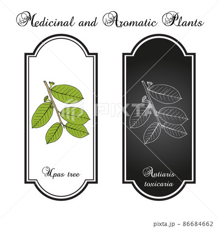 Upas tree Antiaris toxicaria , poisonous plant 86684662