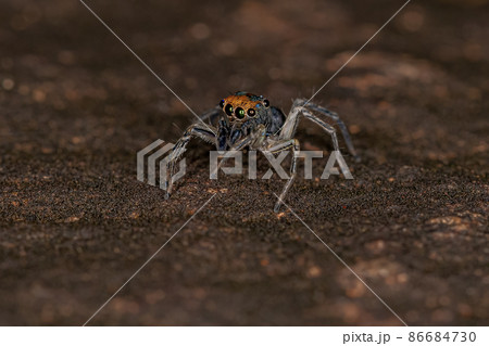 Small Male Jumping Spider Small Male Jumping Spider 86684730