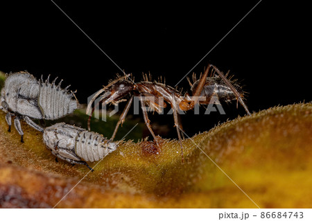 Adult Female Carpenter Ant with Typical Treehoppers nymphs 86684743