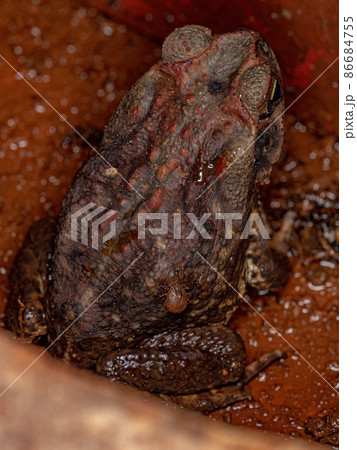 Adult Cururu Toad Adult Cururu Toad 86684755