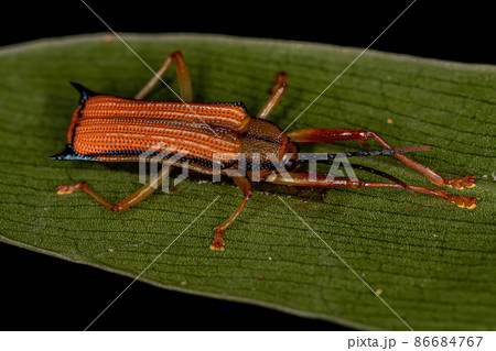 Adult Leaf Beetle Adult Leaf Beetle 86684767