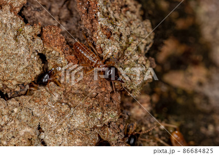 Adult Nasute Termites 86684825