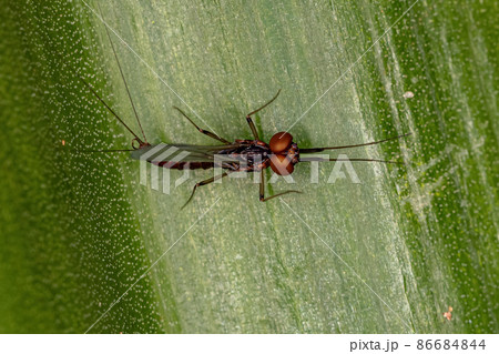 Adult Male Prong-gilled Mayfly Adult Male Prong-gilled Mayfly 86684844
