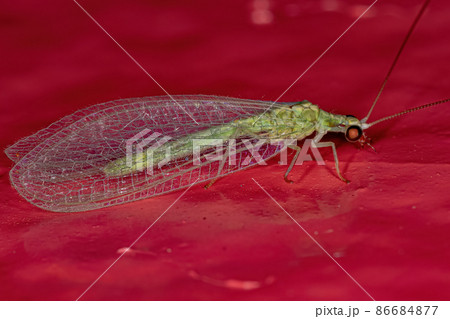 Adult Typical Green Lacewing 86684877