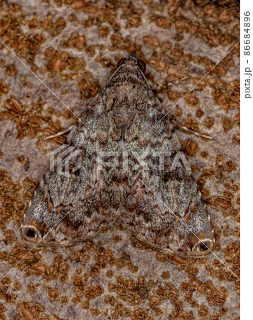 Adult Moth Insect Adult Moth Insect 86684896