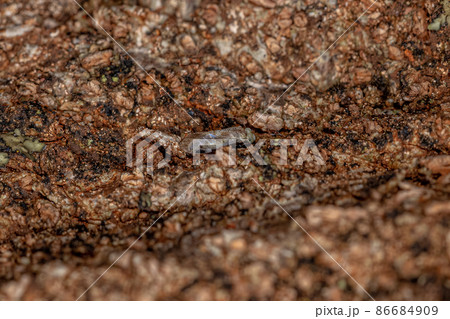 Adult Common Barklice Insect 86684909