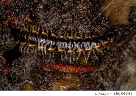 Small Long flange Millipede 86684945