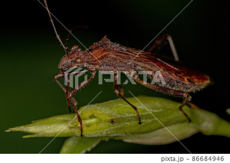 Adult Broad-headed Bug 86684946