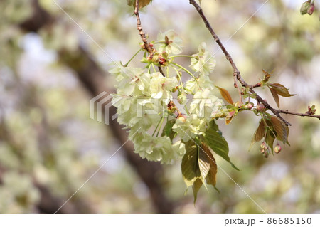 緑色の桜(鬱金桜) 爽やかな春イメージ 緑色の桜(鬱金桜) 爽やかな春イメージ 86685150