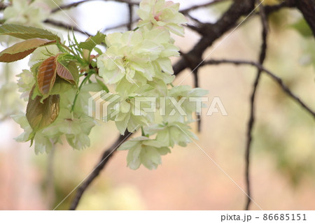 緑色の桜(鬱金桜) 爽やかな春イメージ 緑色の桜(鬱金桜) 爽やかな春イメージ 86685151