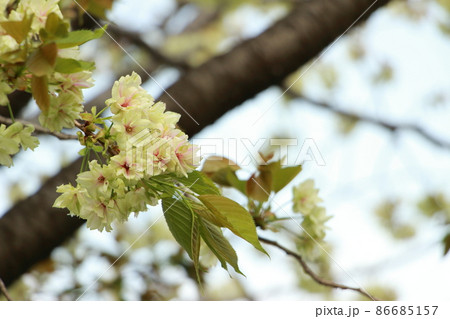 緑色の桜(鬱金桜)　爽やかな春イメージ 86685157