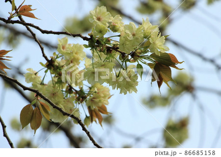 緑色の桜(鬱金桜)　爽やかな春イメージ 86685158
