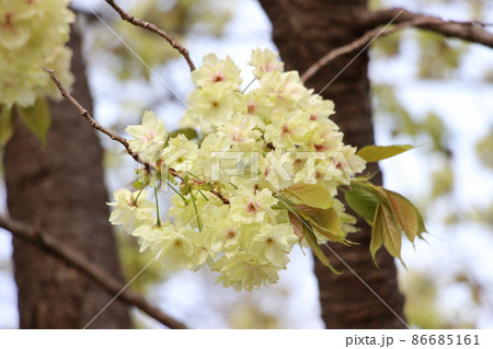 緑色の桜(鬱金桜) 爽やかな春イメージ 緑色の桜(鬱金桜) 爽やかな春イメージ 86685161
