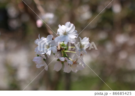 枝の先に咲く桜の花 枝の先に咲く桜の花 86685425