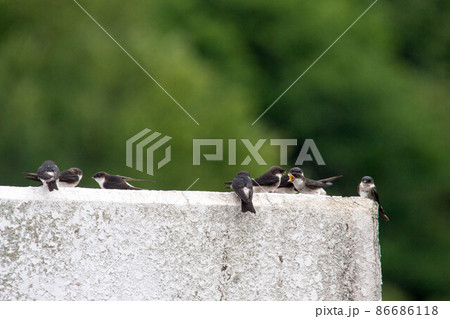 子育て燕 86686118