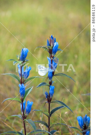 サワキキョウと蝶 86686119