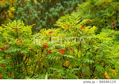 色付くナナカマド 86686120
