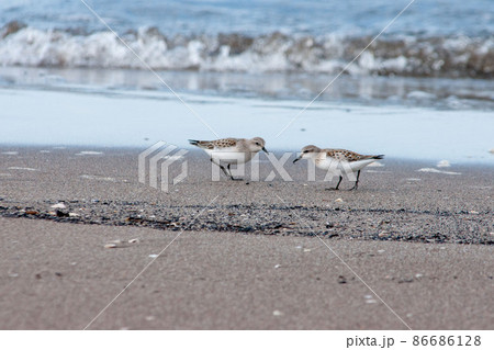 浜辺のシギ 86686128