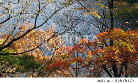 丸山公園から森林越しの荒川の眺め 丸山公園から森林越しの荒川の眺め 86686377