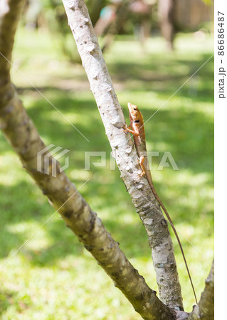 brown Lizard, asian lizard or tree lizard 86686487