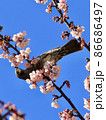 青空の下で桜の蜜をついばむヒヨドリ 86686497