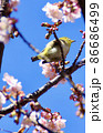 青空の下の春の桜とメジロの緑 86686499