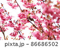 満開の春の桜とメジロの緑 86686502