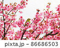 満開の春の桜とメジロの緑 86686503