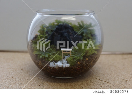 苔テラリウム 86686573