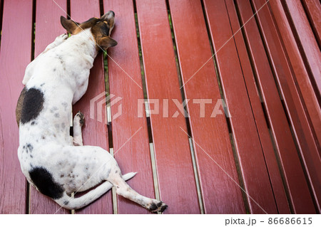 Having a lonely dog 86686615