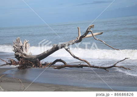 海岸の流木 86686826